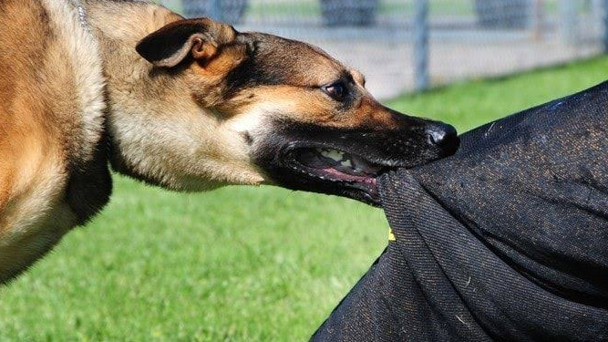 Şanlıurfa’da Korku Dolu Anlar! Genç, Kavga Sırasında Köpeğini Saldırtıp Saldırdı, O Anlar Kamerada!