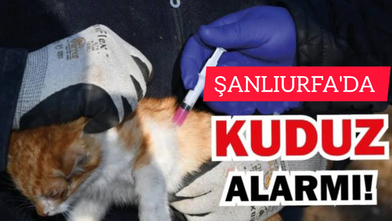 Şanlıurfa'da Kuduz Alarmı: İki Mahalle Karantinaya Alındı!