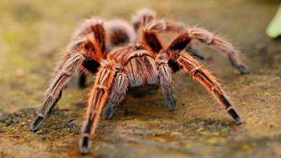 Türkiye’de Kaçak zehirli örümceklerinden Tarantula Satışı Patladı: İnternette 7 Bin TL’ye Alıcı Buluyor!