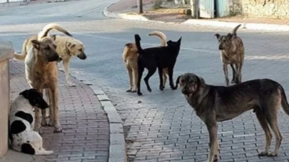 Şanlıurfa’da Sahipsiz Hayvanlar İçin Harekete Geçildi: Valilikten Tüm Belediyelere 6 Maddelik Zorunlu Talimat!