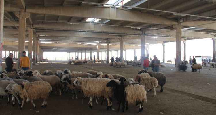 Şanlıurfa'da Kurbanlık almak da zor satmak da