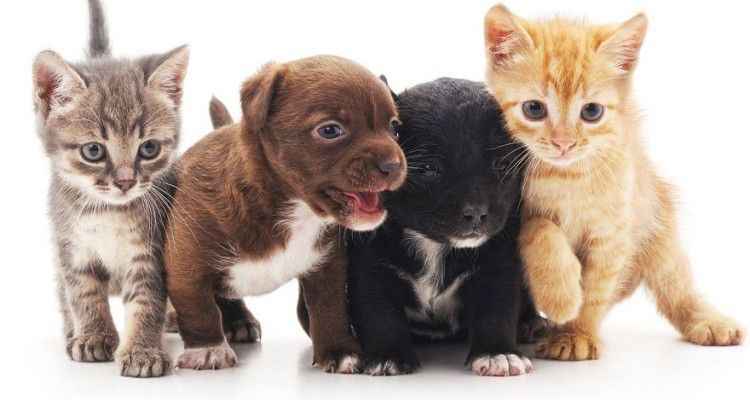 Petshoplarda kedi ve köpek satışına son! Urfa için açıklama