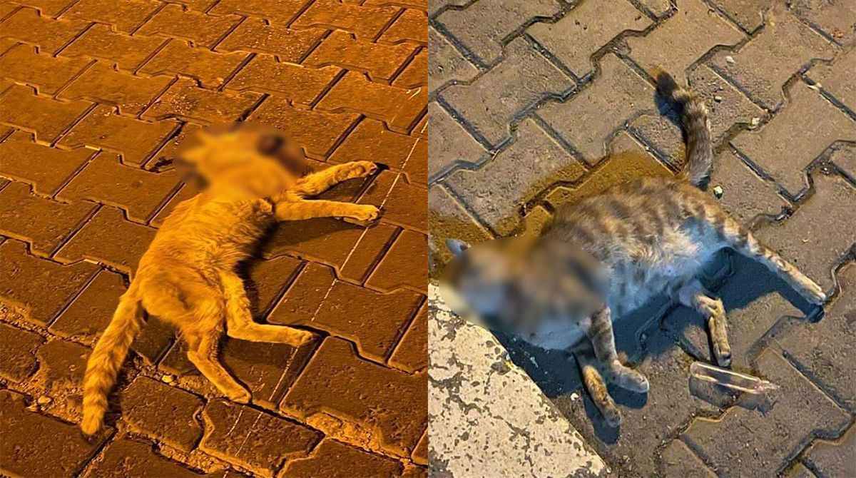 Şanlıurfa'da 2 kedi zehirlenerek öldürüldü