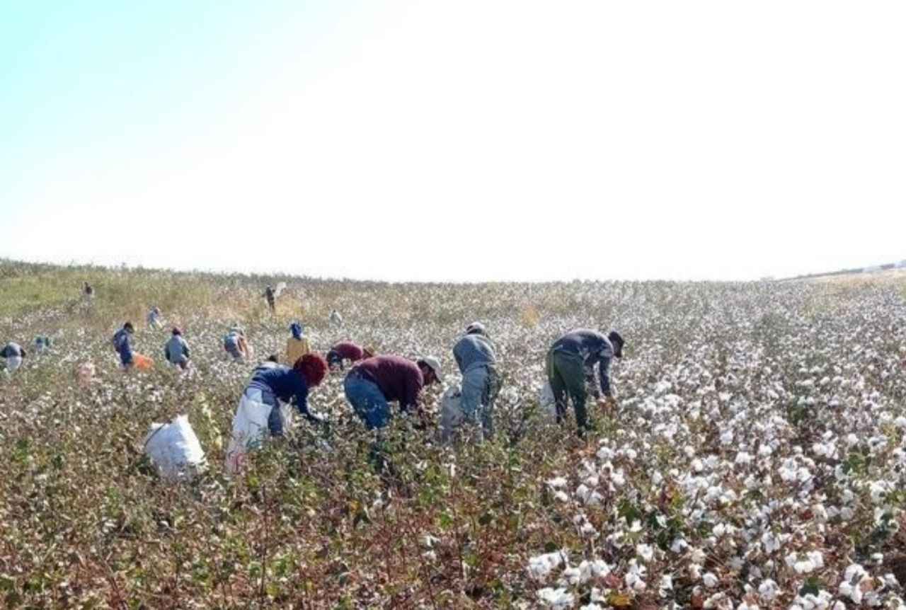 Şanlıurfa'da Pamuk fiyatlarında artış var mı?