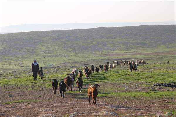 Suruç koyunu'nun tescillenmesi için çalışma başlatıldı