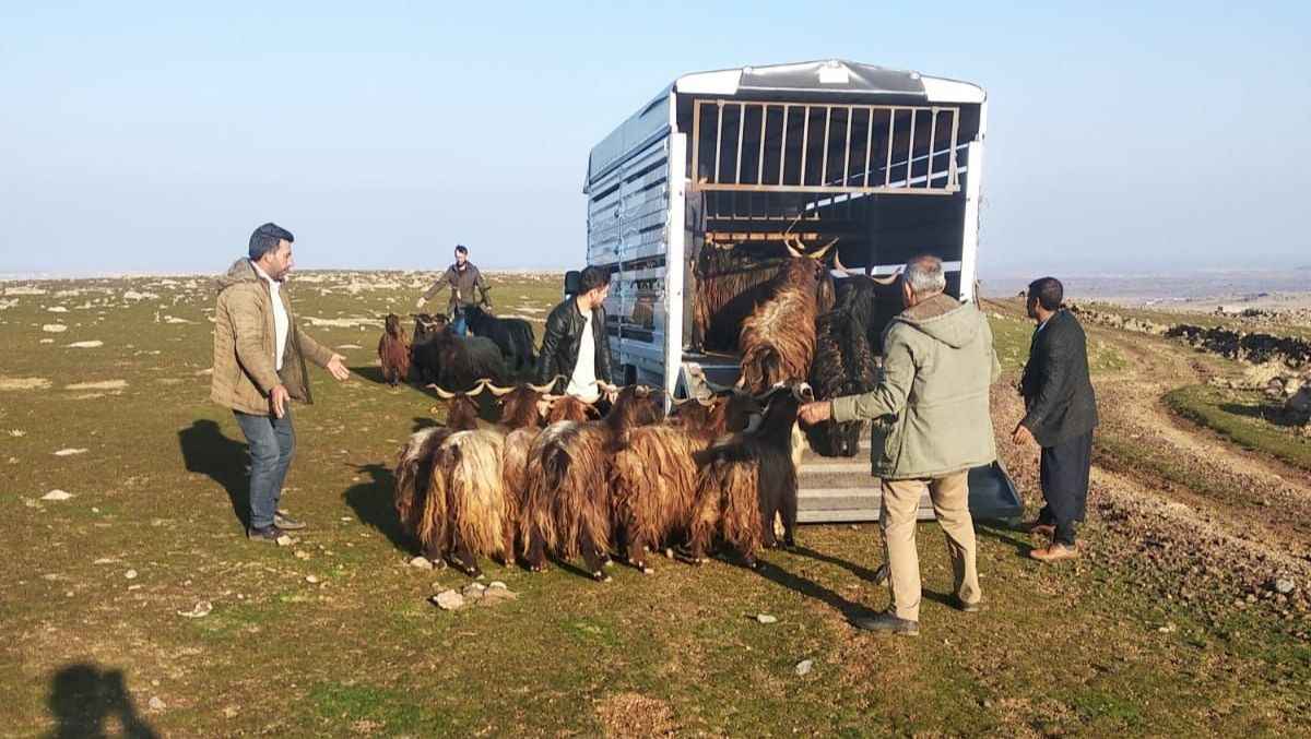 Şanlıurfa'da çalınan küçükbaş hayvanlar komşu ilde bulundu