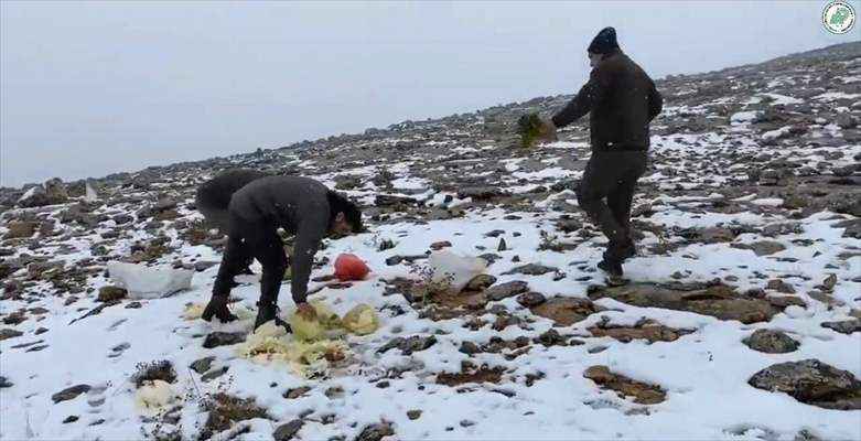 Şanlıurfa'da yaban hayvanları için doğaya 2,5 ton yem bırakıldı