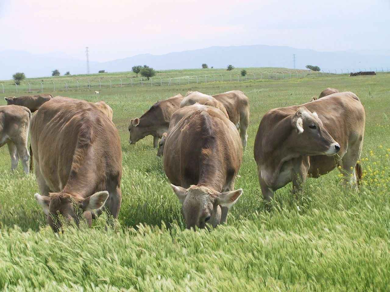 Ceylanpınar Tarım İşletmesinde hayvan satışı yapılacak