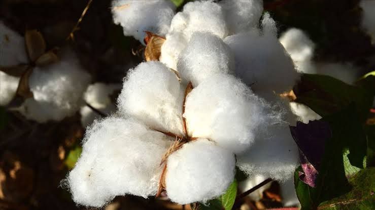 Şanlıurfa'da Kütlü pamuğun kilogram fiyatı açıklandı