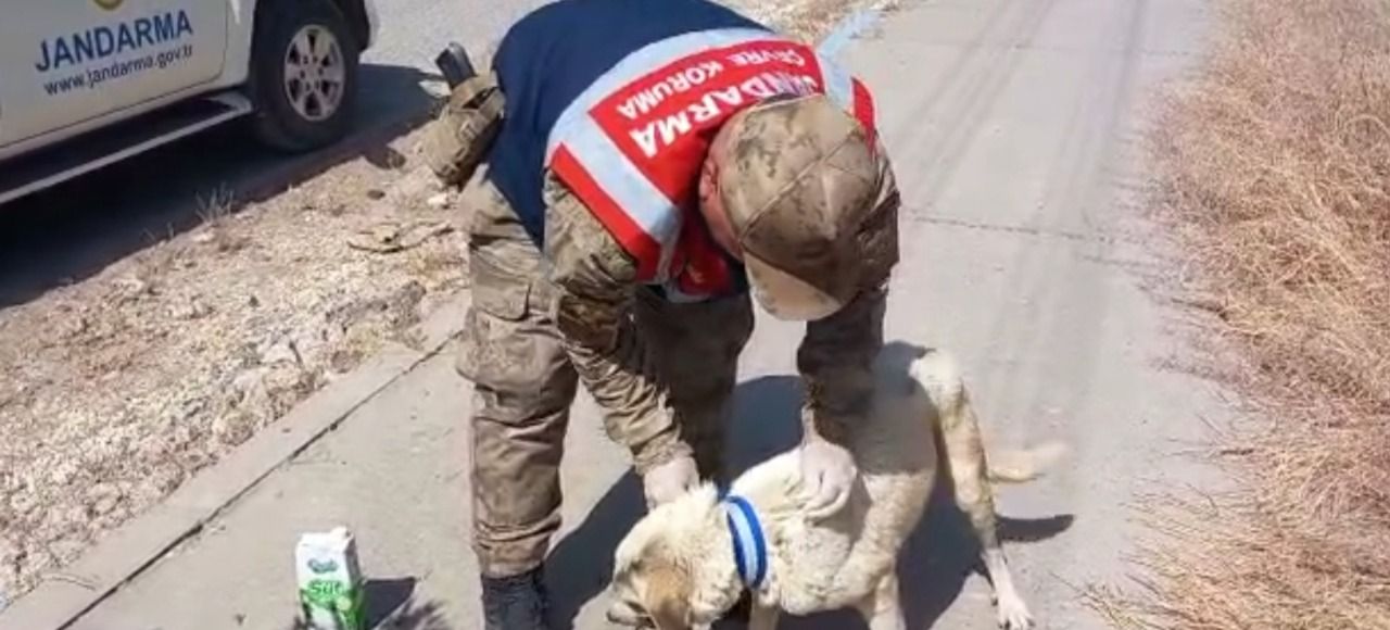 Urfa’da jandarmadan sokak köpeklerine reflektif tasma