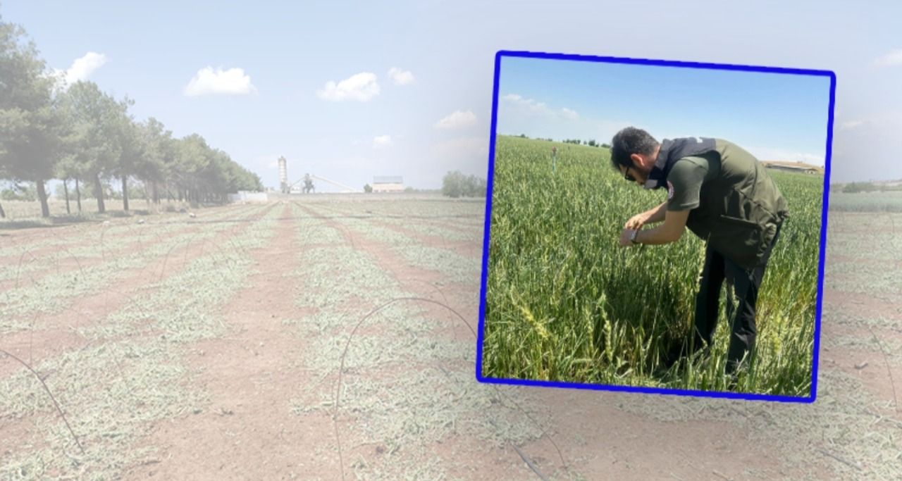 Doludan etkilenmişlerdi! Ceylanpınar'da ekipler zarar tespitine başladı