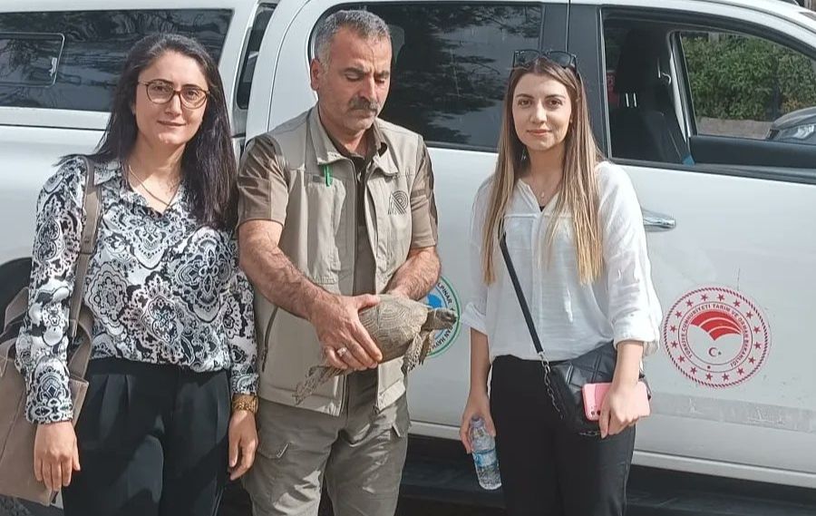 Urfa'da Bitkin Halde Bulunan Kaplumbağa DKMP Ekiplerince tedaviye alındı