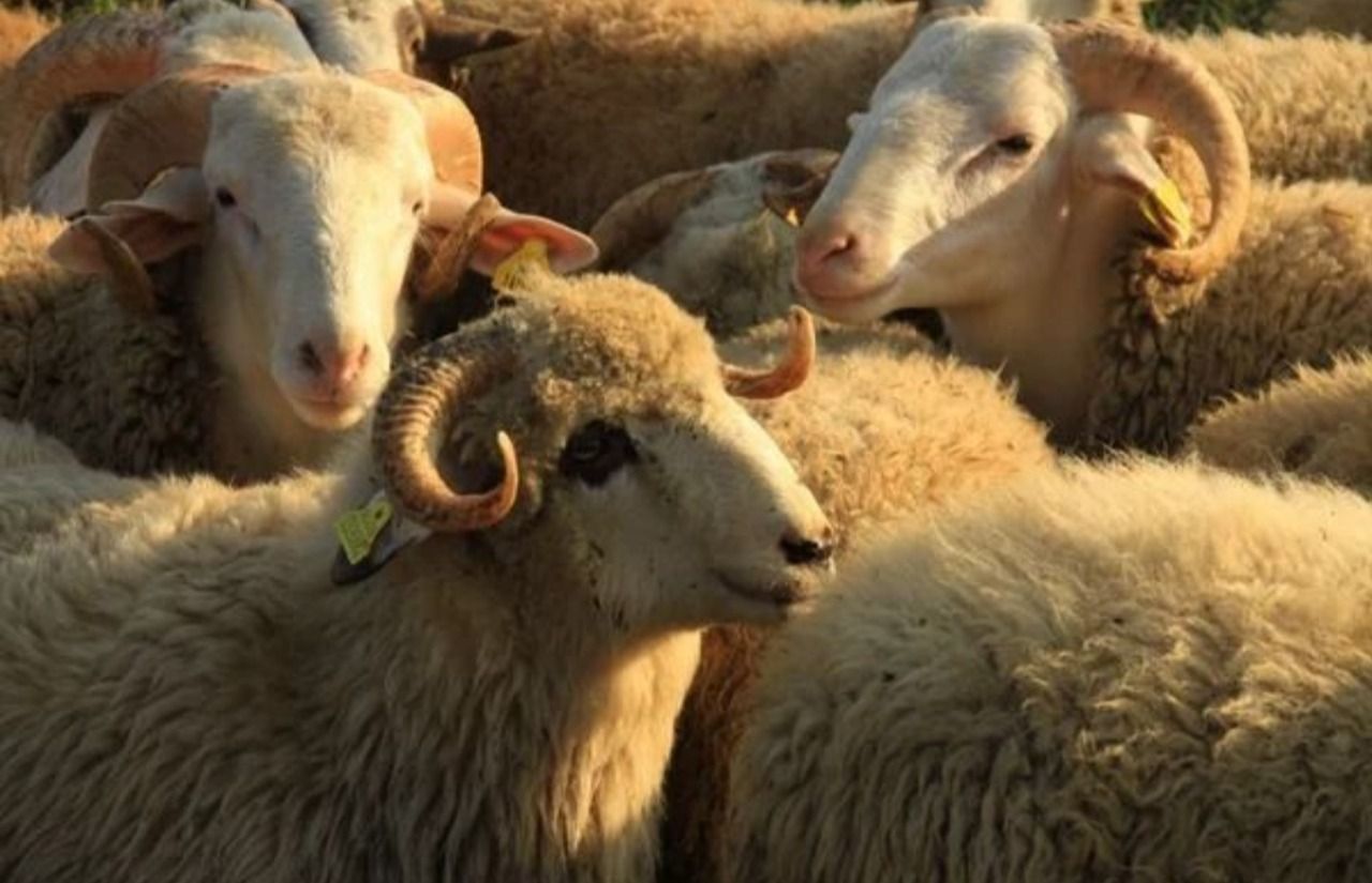 Deprem bölgelerine bedelsiz hayvan dağıtımı başladı