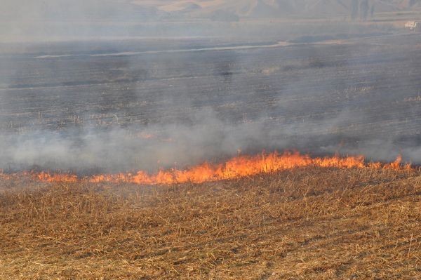 Urfa Çalışma Grubu: Anızı yakma, toprağını verimsizleştirme