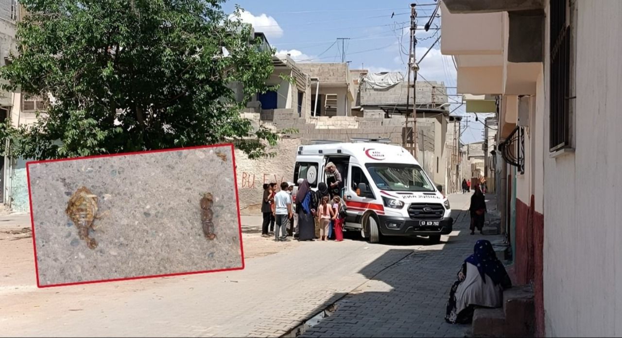 Şanlıurfa'da Akrebin soktuğu çocuk hastaneye kaldırıldı