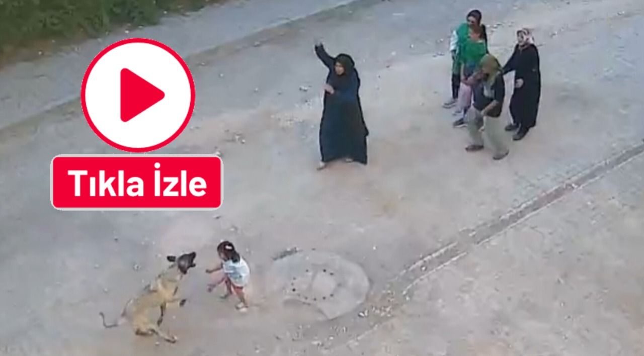 Ceylanpınar’da başıboş sokak köpeği tehlikesi