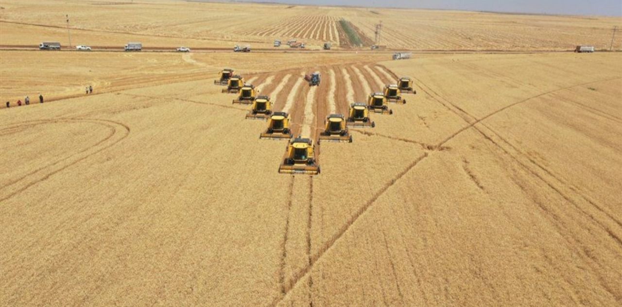 TİGEM'den Ceylanpınar’daki buğday hasadı ile ilgili açıklama