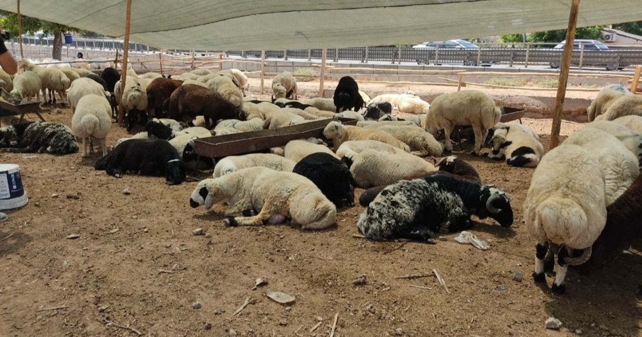 Urfa’da kurbanlıkların canlı kilo fiyatı belli oldu!