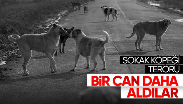 Şanlıurfa'da Sokak Köpeği Bir Can Aldı