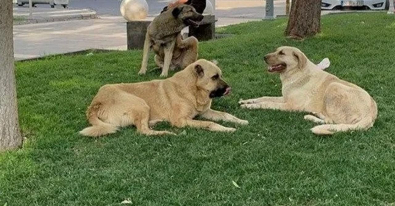 Sokak köpeklerini toplama kararı alındı! Urfa'ya da gelir mi?