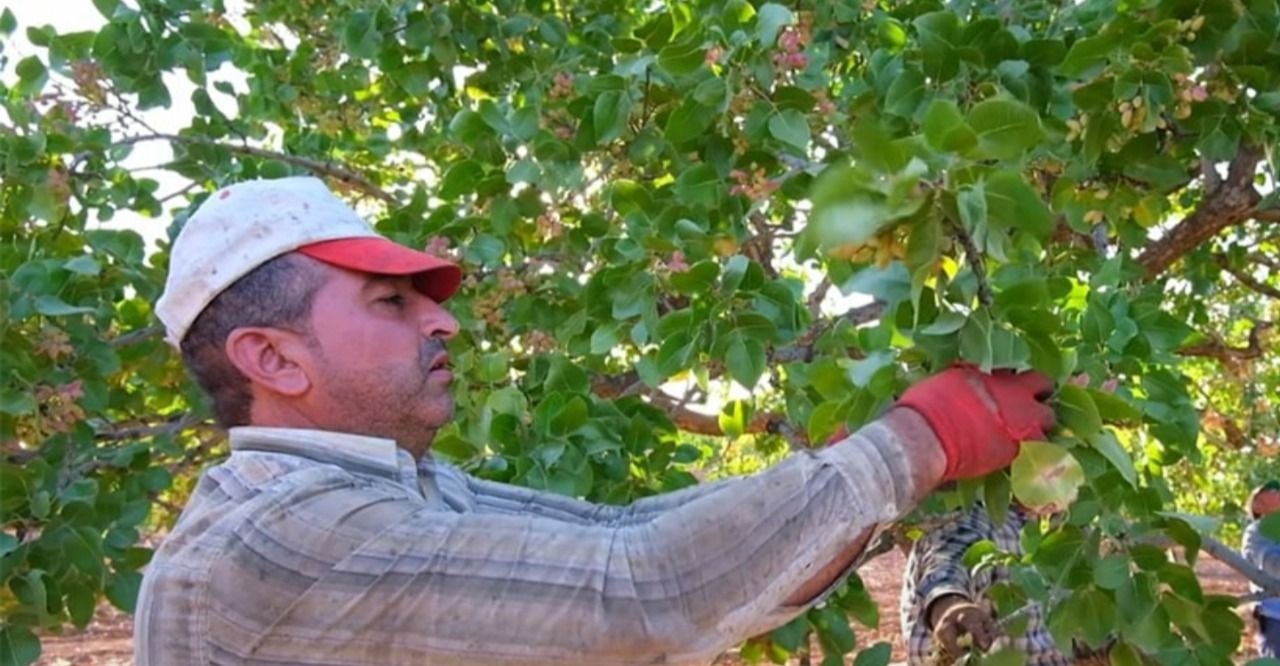 Birecik'te fıstığın hasat sezonu başladı