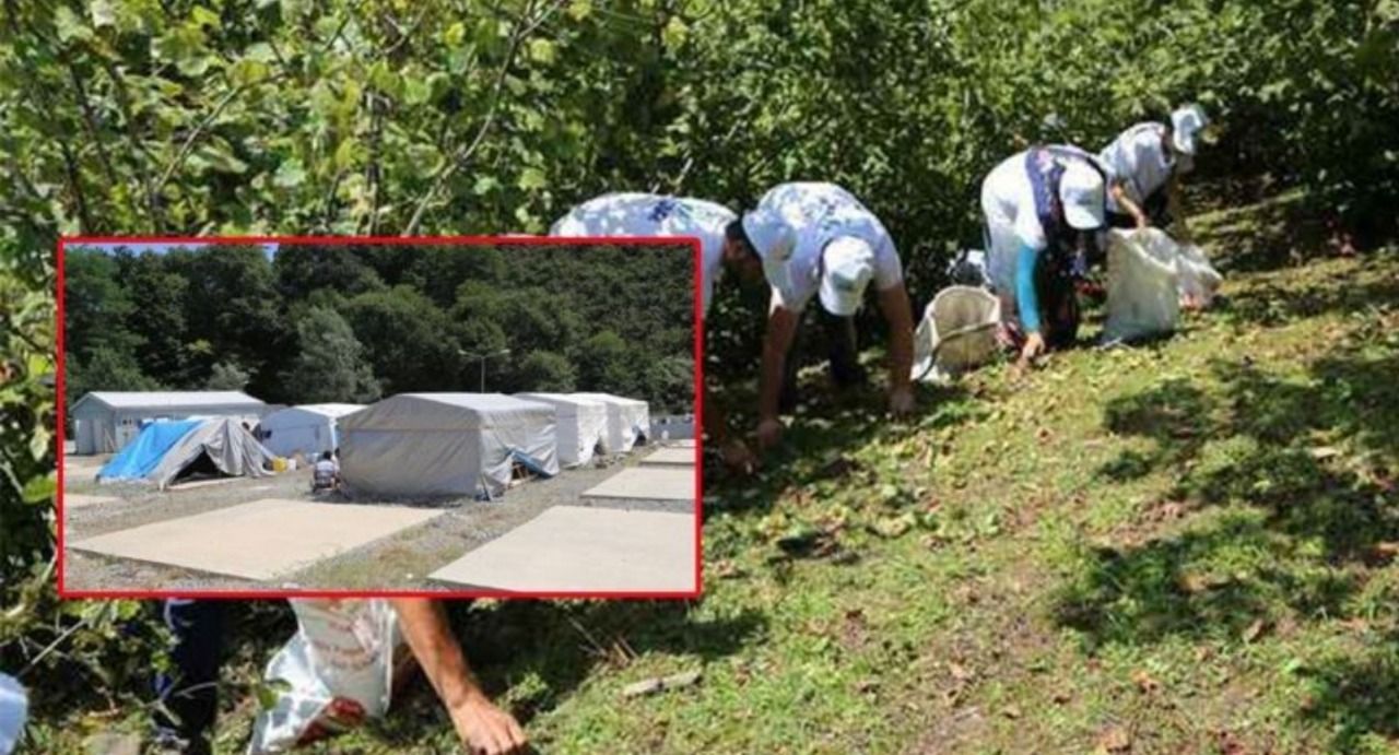 Ordu’da feci olay! Boğazına fındık kaçan Urfalı çocuk hayatını kaybetti