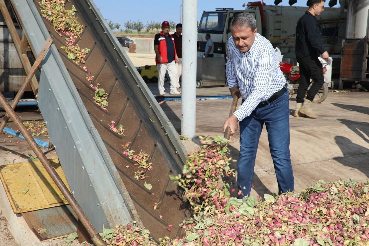 Fıstığın başkentinde hasat heyecanı