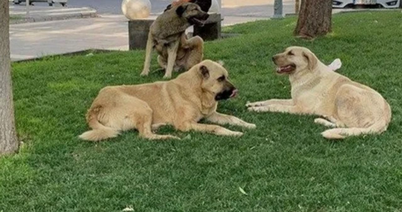 Avrupa'nın önde gelen ülkesi, sahipsiz köpeklerin tamamını barınaklarda topluyor