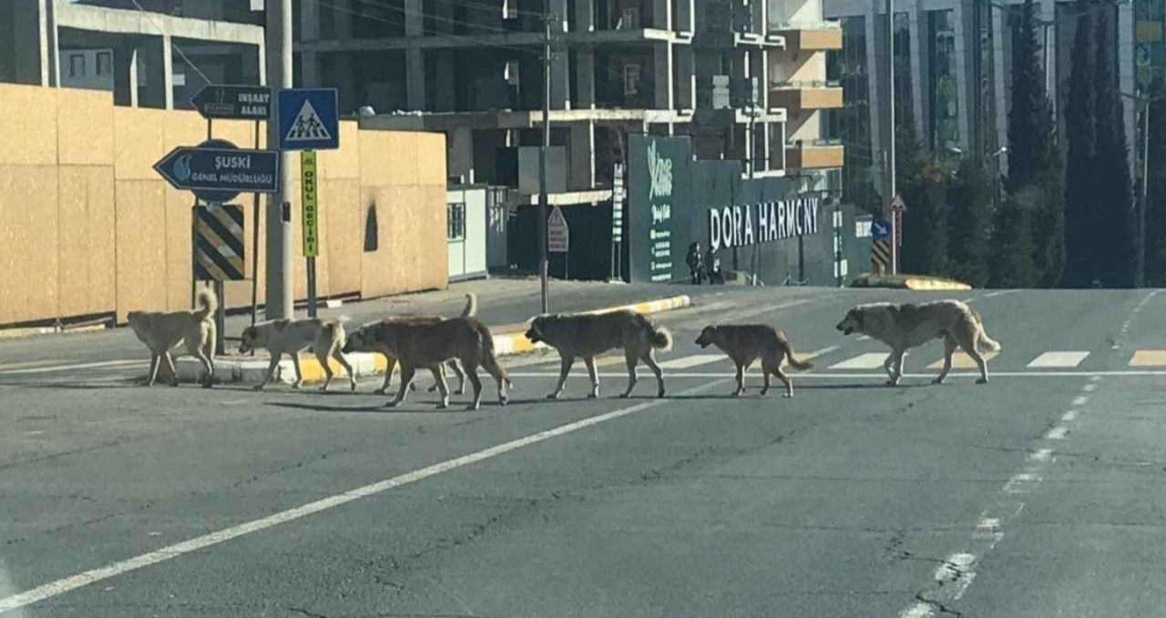 3 Bakanlık Harekete Geçildi! Başıboş köpekler için yeni önlemler