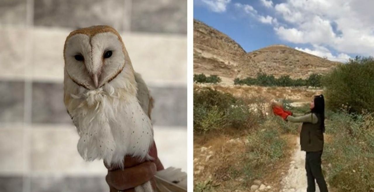 Urfa'da tedavisi tamamlanıp doğaya bırakıldı!