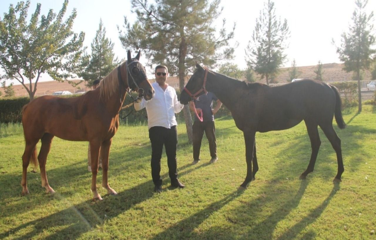 Şanlıurfa'da at yetiştiriciliği, Osmanlı'dan günümüze