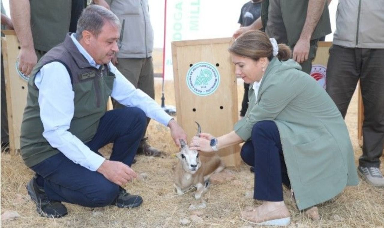 Şanlıurfa'nın sembolleri doğaya bırakıldı