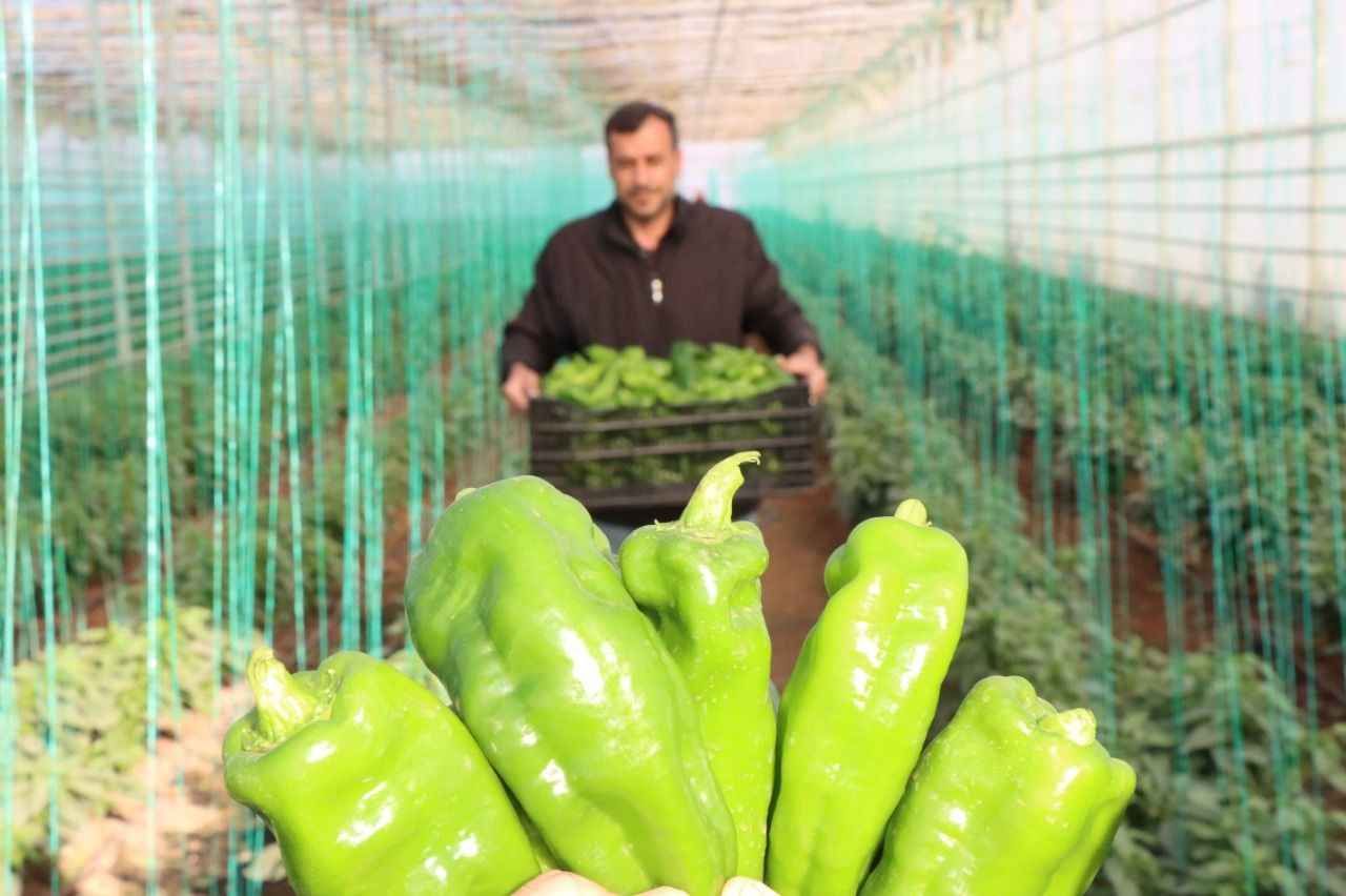 Şanlıurfa’da bu gelenek yıllardır var: Uzmanlar yeni önermeye başladı!