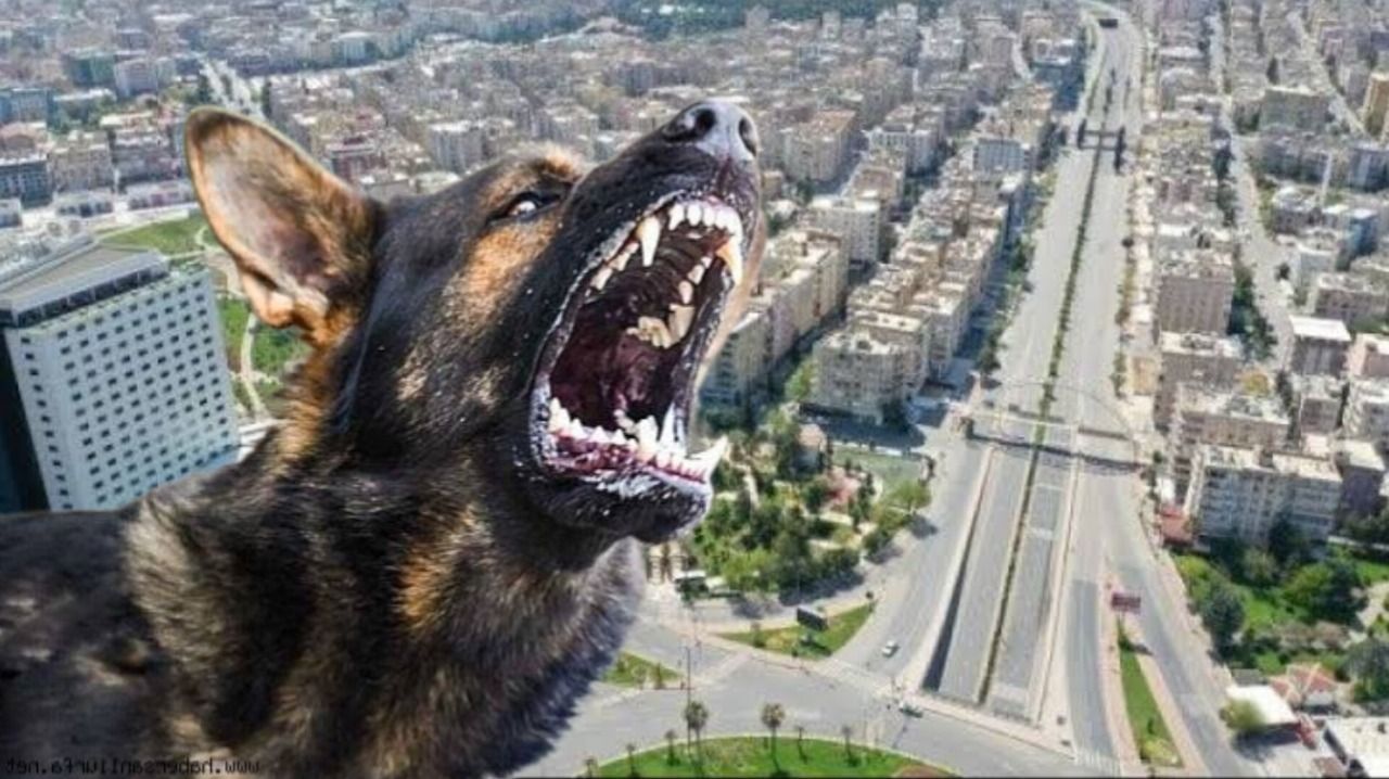 İki sebebi var... Köpek sayısının sokaklarda neden fazla olduğu ortaya çıktı