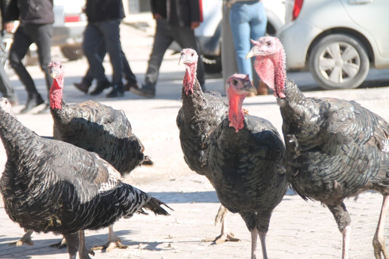 Hindi pazarında yüzler gülmüyor! Yeni yıl sofrası bütçeyi zorluyor