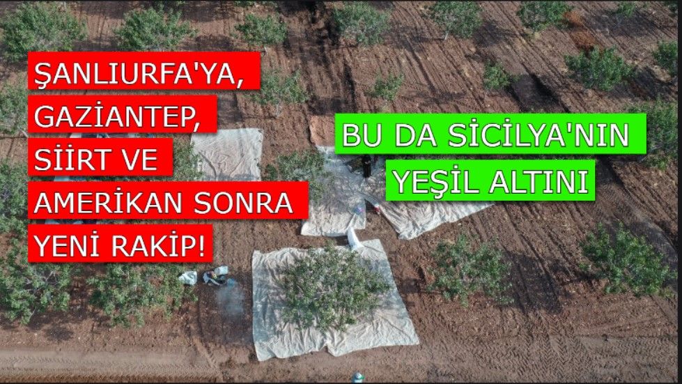 Şanlıurfa fıstığına ikiz! Hem de yanardağ eteklerinde yetişiyor