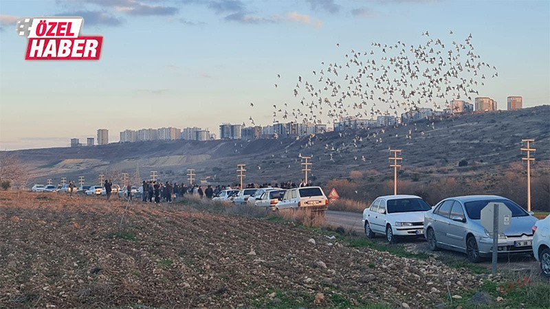 Şanlıurfa semalarında güvercinler! Böyle bir yarış yok dönerse senin dönmezse gidene helal...