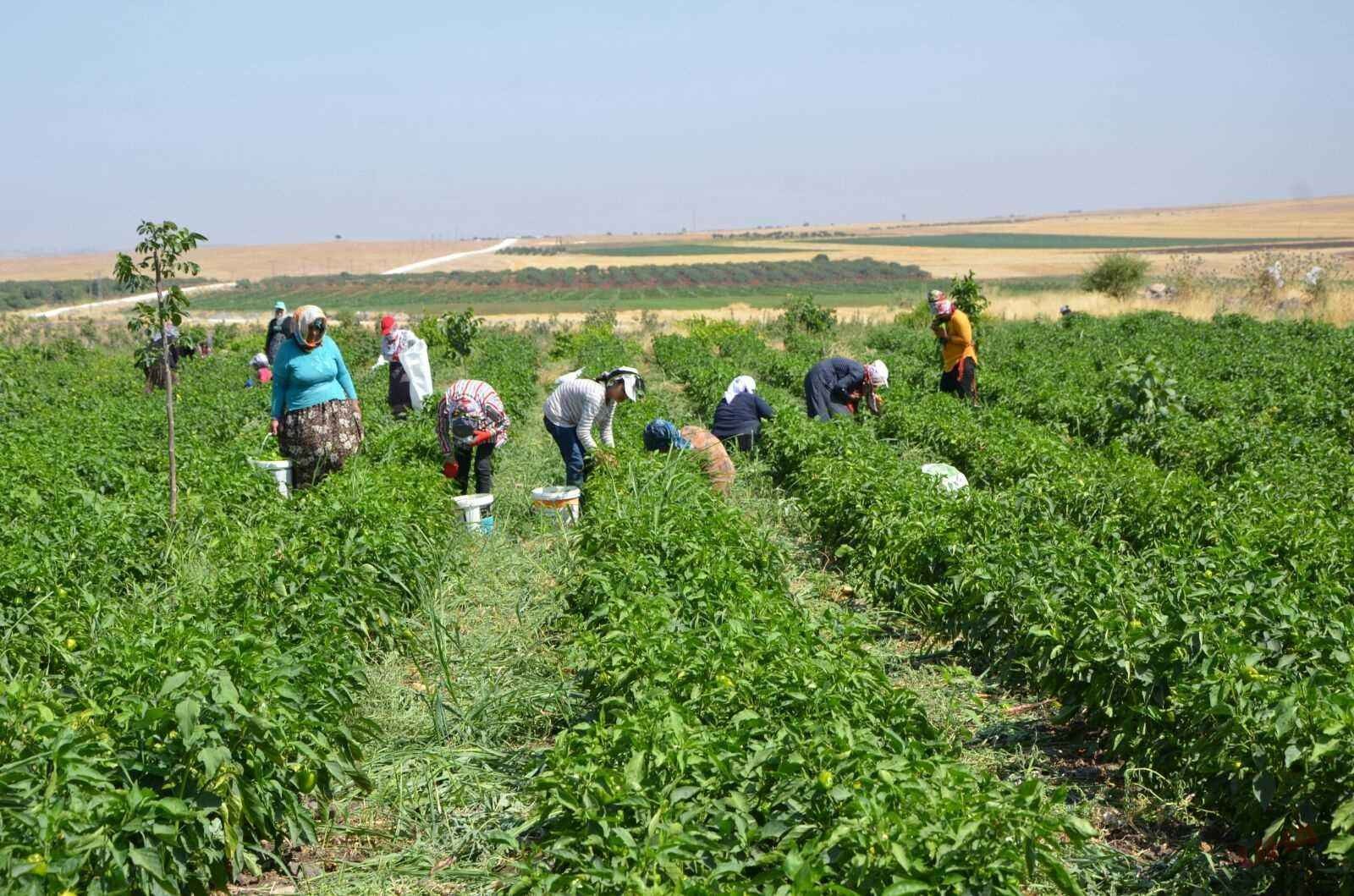 Fransa Türkiye'den tarım işçisi alacak: 100 bin lira maaş, pasaport kolaylığı..