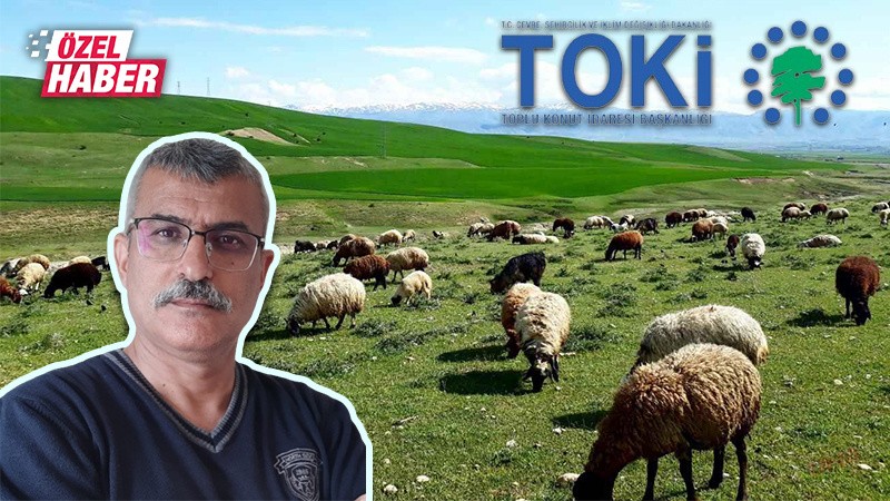 Şanlıurfa’da hayvancılık can çekişiyordu şimdi tam ölecek! TOKİ meralara el koydu