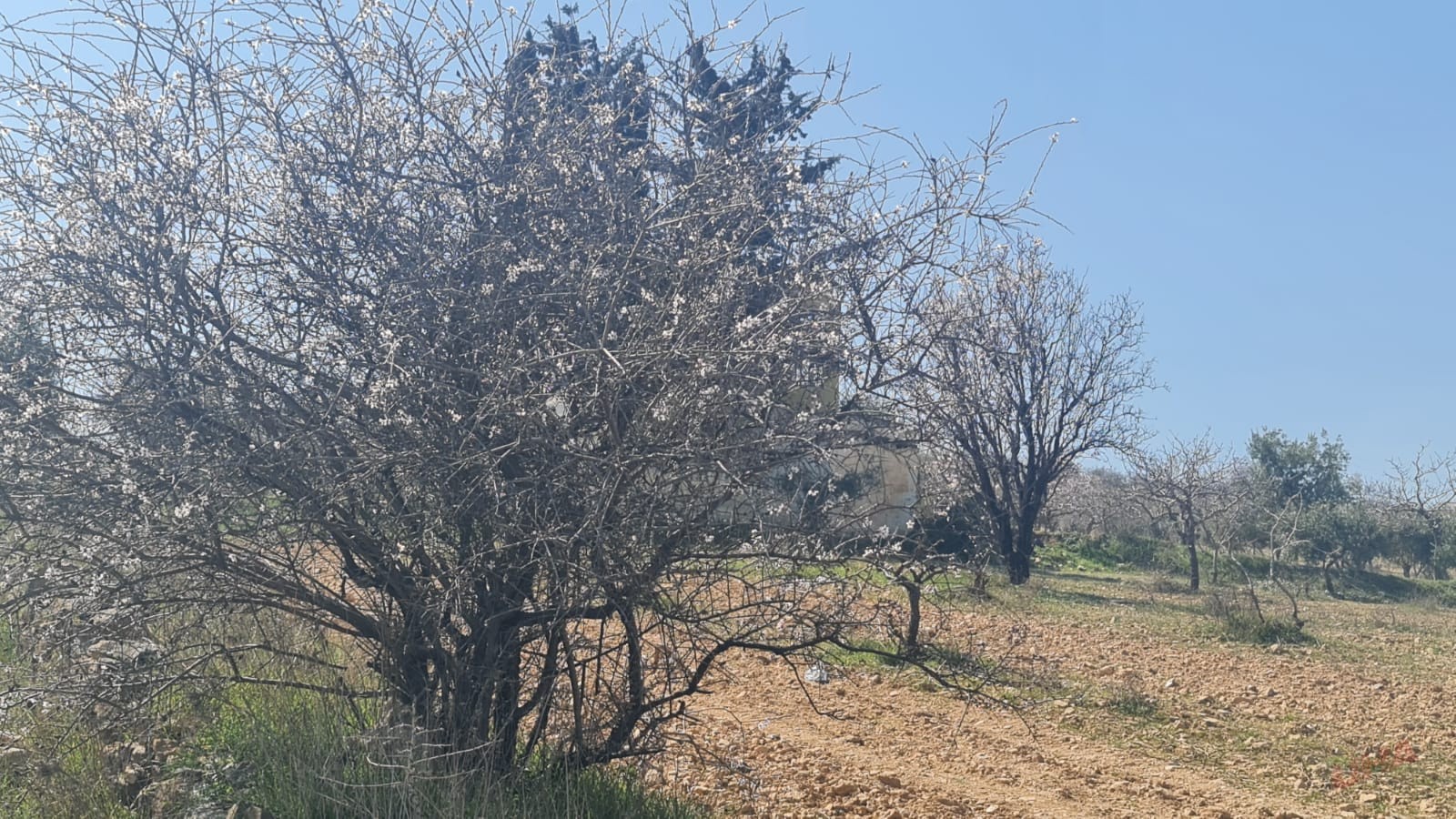 Şanlıurfa’da bademler çiçek açtı! Baharı erken karşıladık