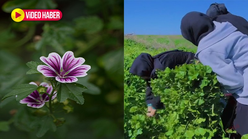 Sevilerek tüketilen şifalı bitki! Her yörede farklı isimle biliniyor, faydaları saymakla bitmiyor