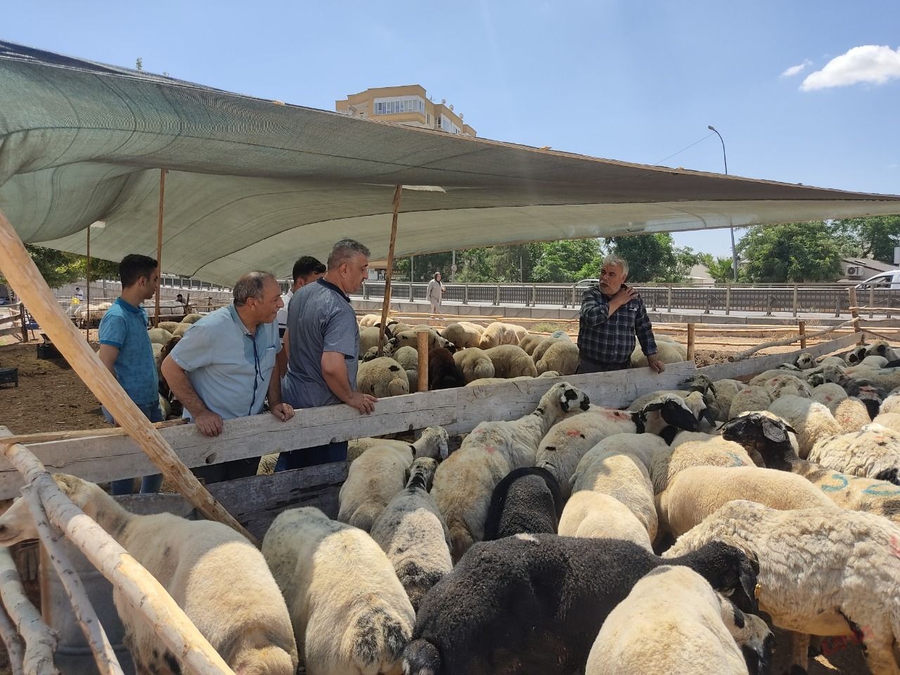 Şanlıurfa’da kurban fiyatları belli oldu! Fiyatlar uçtu, bir maaşa kurban…