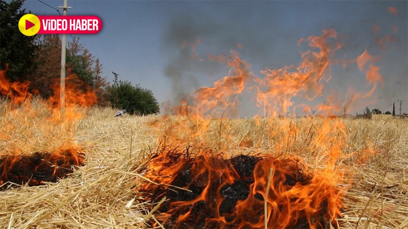 Uyarılar işe yaramıyor! Şanlıurfa’da anız yakmalar devam ediyor