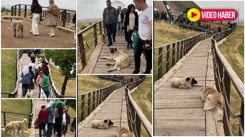 Göbeklitepe değil 'Köpeklitepe'! Şanlıurfa’nın dünyaya açılan kapısı başıboş köpeklerin istilasında