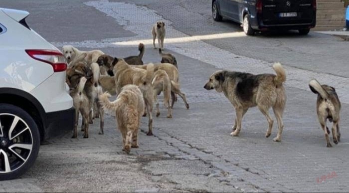 Sahipsiz köpeğin saldırısında yaralanan 8 yaşındaki Burak sokağa çıkmaya korkuyor