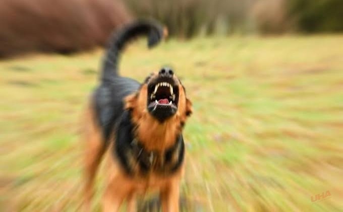 Belediye Çalışanını Mahalleli Kurtardı! Başıboş Köpek Saldırısı