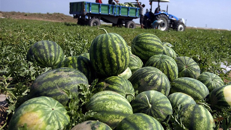 Yazın en serin lezzeti: Şanlıurfa’da karpuzun fiyatı vatandaşı 'terletecek'