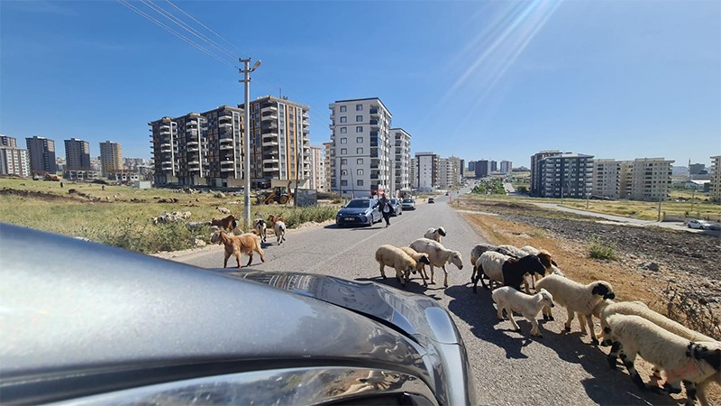 Şanlıurfa Kurban Bayramına böyle giriyor