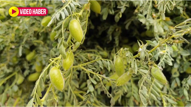 Taze hali çok seviliyor: İlk hasadı yapıldı, tezgahlardaki yerini aldı... Kapış kapış gidiyor!