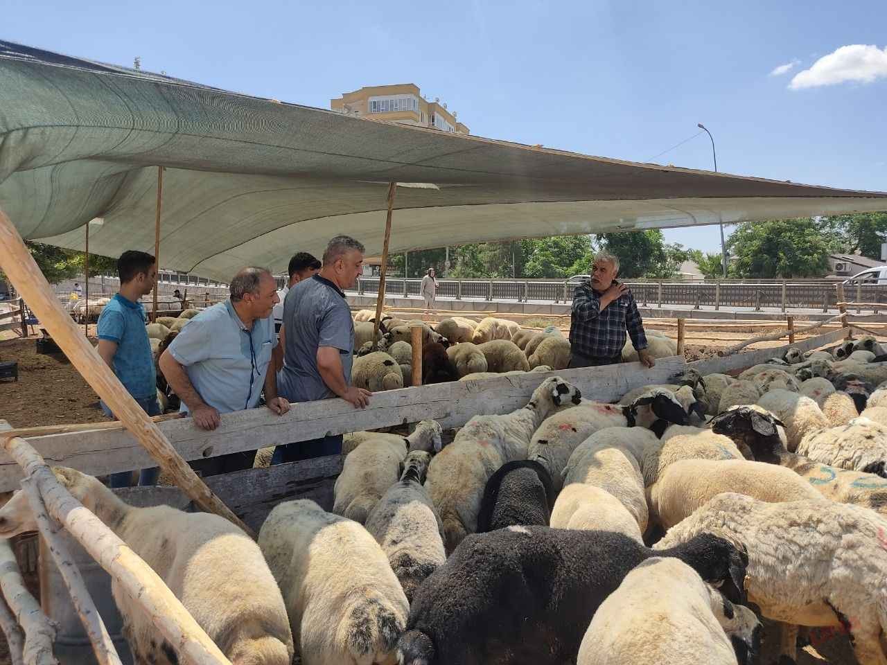 Şanlıurfa'da kurban fiyatları ve pazar yerleri ve hijyen endişesi! Nereye kurulacak?